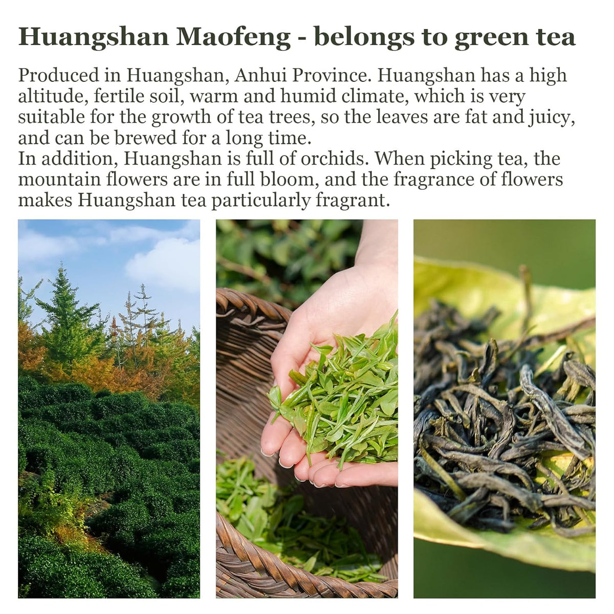 Hanfangling Jasmine Green Tea - Premium Loose Leaf Tea with Natural Jasmine Flowers, 100% Natural, Aromatic & Refreshing, 1.76oz